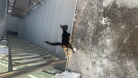 Roti